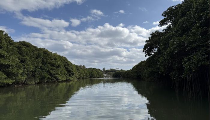 Modeling mangroves' capacity to protect coastal communities