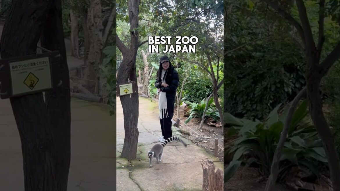 Kobe Animal Kingdom - Japan Zoo Experience 🇯🇵