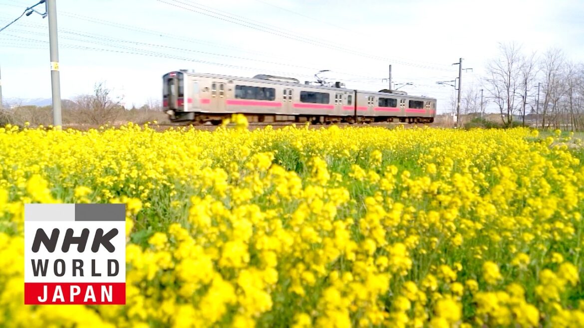 The Pinks and Greens of Akita and Aomori - Train Cruise