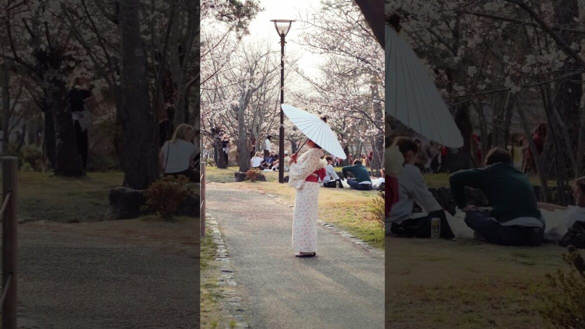 Check-in the best sakura spots in Kyoto 🌸✨