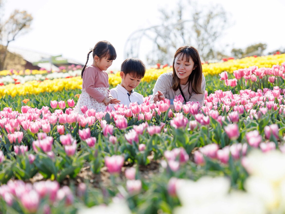 Tulips and nemophila at Sakai Green Museum Harvest Hill | Sakai Green Museum Harvest Hill Tulips and nemophila at Sakai Green Museum Harvest Hill | Sakai Green Museum Harvest Hill