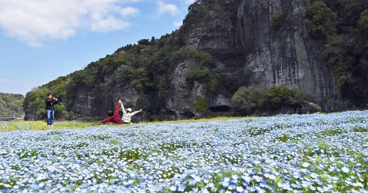 Japan Photo Journal: Nemophila flowers delight visitors in Oita Pref.