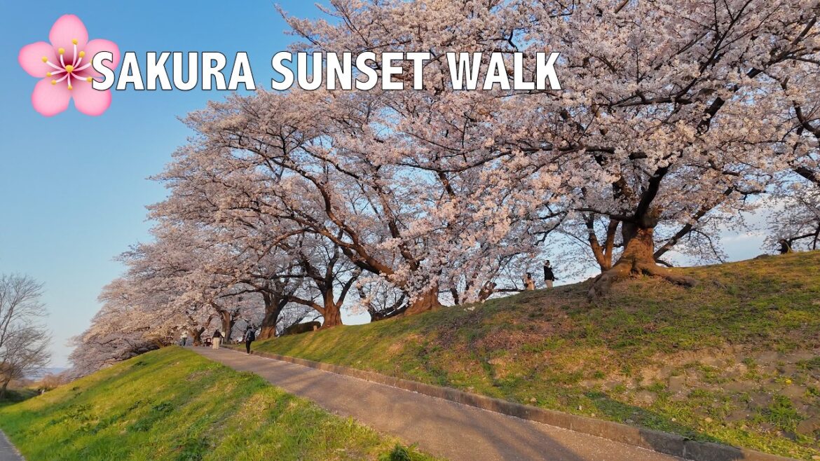 🌸Kyoto Best Sakura Tunnel 🌸Sewari Embankment🌸 Full Bloom Sunset Walk🌸背割堤🌸