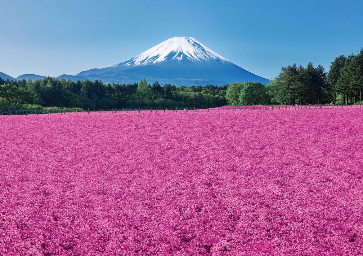 Fuji Shibazakura Festival | Fuji Motosuko Resort