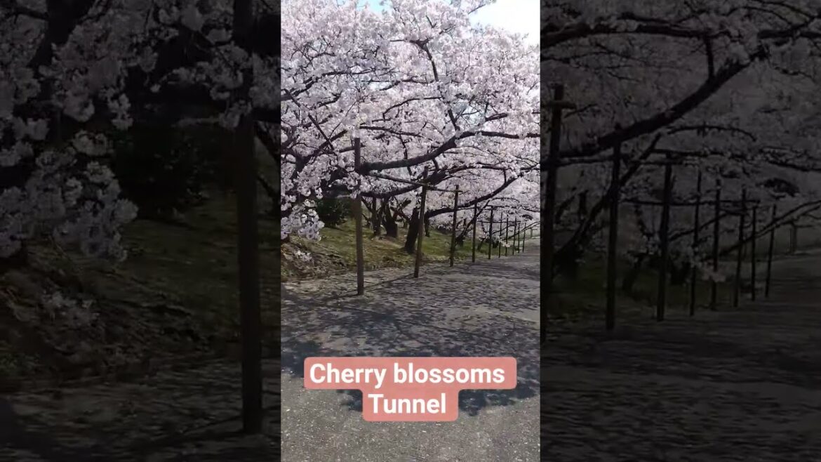 Hidden Cherry Blossom Tunnel in Kobe | Wheelchair Accessible Japan Travel πΈπ Hidden Cherry Blossom Tunnel in Kobe | Wheelchair Accessible Japan Travel πΈπ