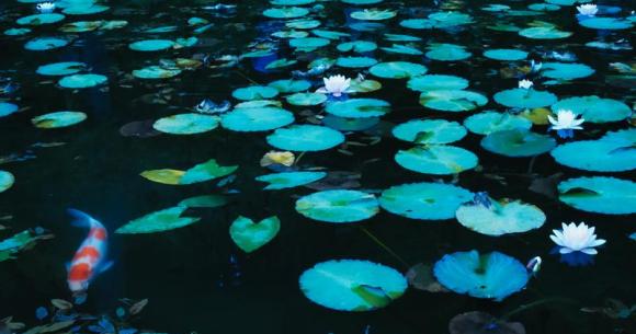 Famous koi ponds overwhelmed with tourists throwing thousands of coins in them Famous koi ponds overwhelmed with tourists throwing thousands of coins in them