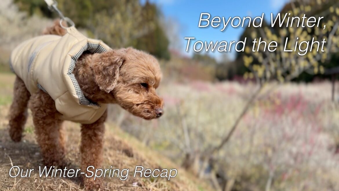 Slow Living in Japan with My Dog | A Quiet Life That Heals