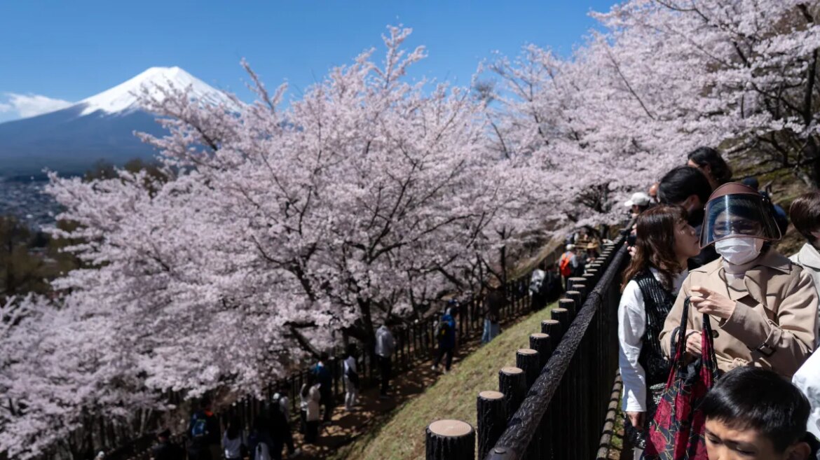 Japan’s beloved cherry blossoms under threat from ravenous beetles