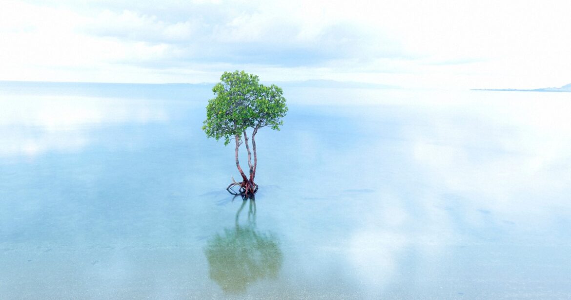 Solitary mangrove creates striking views on Ishigaki Island in Okinawa