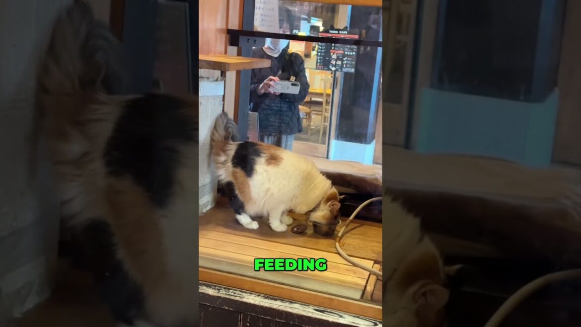 The Stationmaster Is a CAT