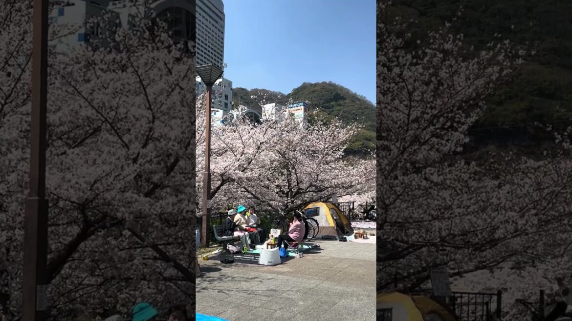 Sakura Hanami along the river in Kobe #japaneseculture #streetphotography