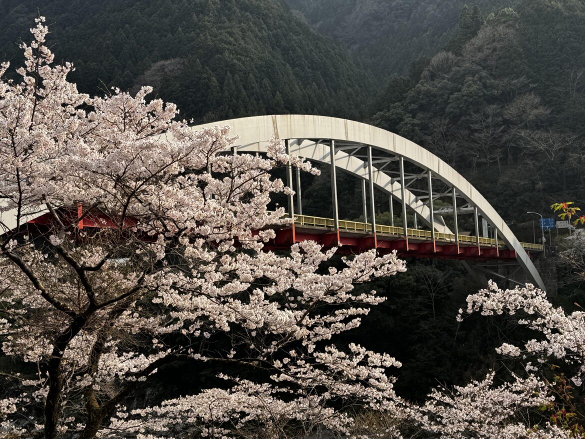 Bridge and Blossoms