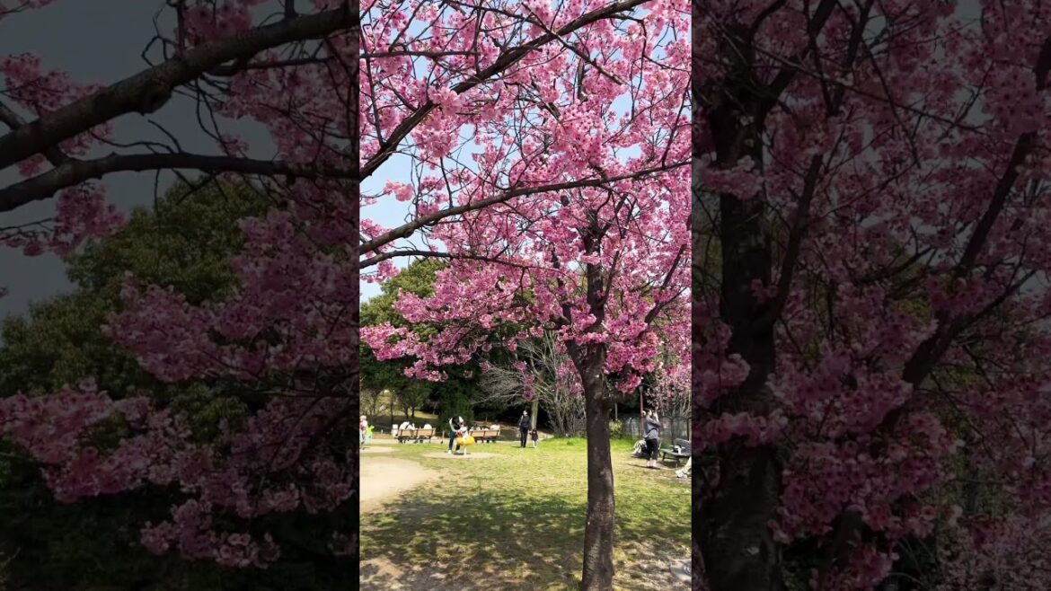 【KYOTO】Must-See Tourist Attraction - Umekoji Park