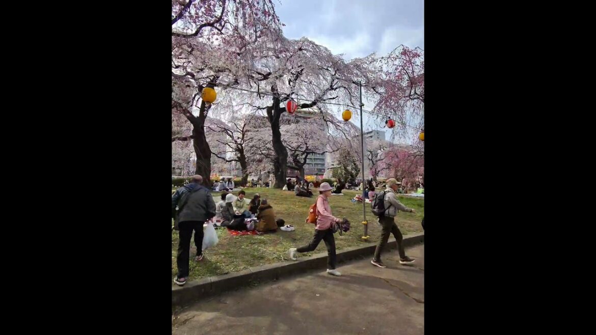 Sakura Festival last month in Sendai 🌸 #japan #sakura #festival #hanami