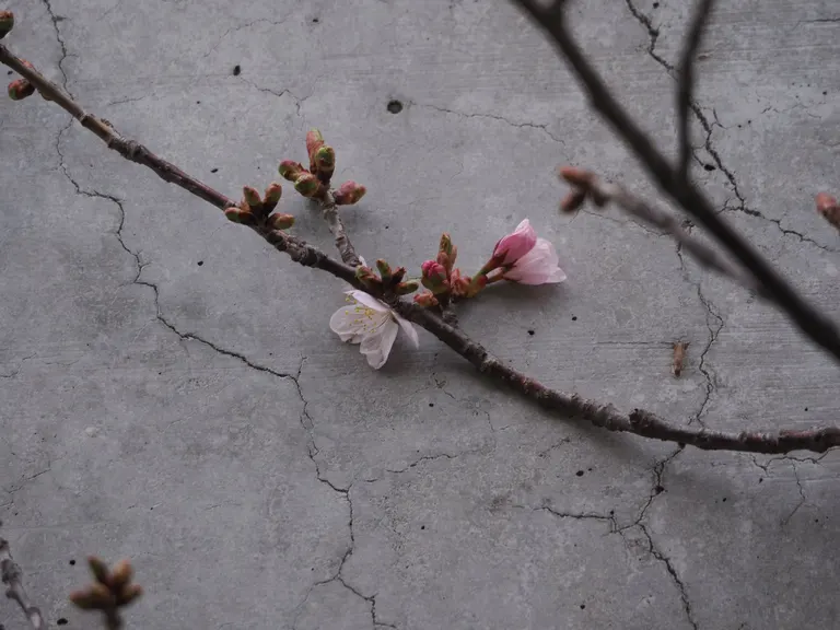 Sapporo’s Earliest Cherry Blossom Spotted! Unusually Early Bloom Surprises Locals: “Already Blooming?” Find Out Where!|Domingo Sapporo's Earliest Cherry Blossom Spotted! Unusually Early Bloom Surprises Locals: "Already Blooming?" Find Out Where!|Domingo