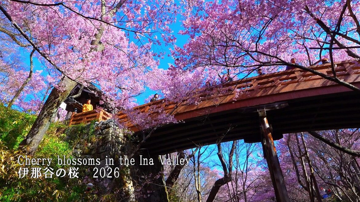 8 famous cherry blossom spots in Ina Valley, Nagano. Takato was still amazing!