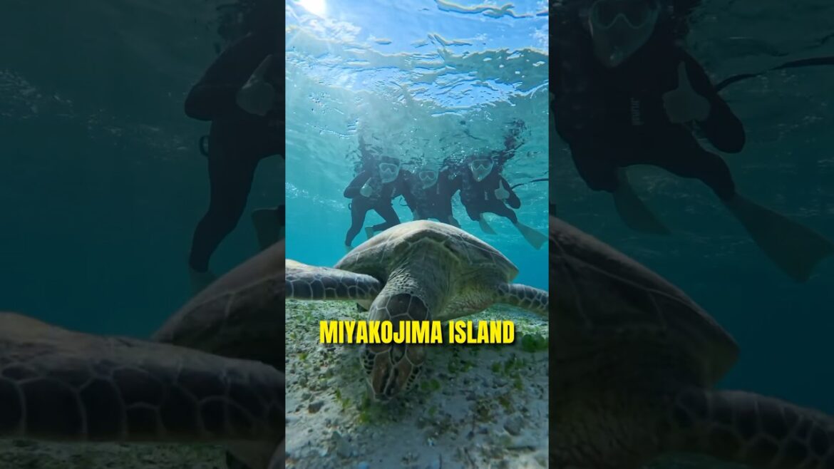 A one-day itinerary in Miyako Island 🌴 #japantravel #japantrip #tourguideinjapan