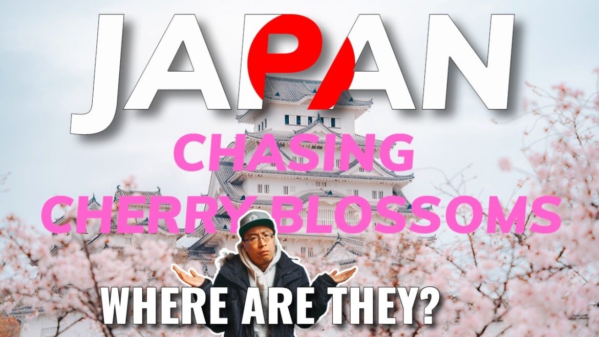 Chasing Cherry Blossoms in Japan & Everything I learned Along the Way