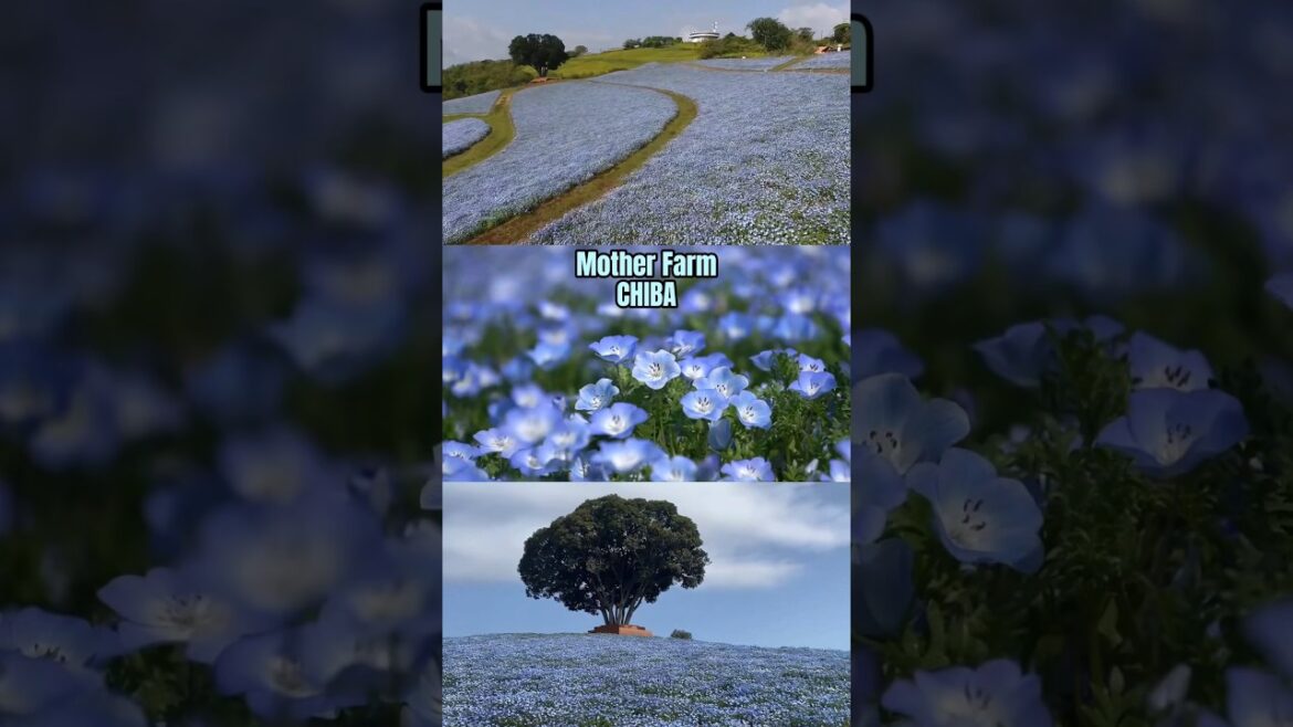 Blue Nemophila Fields in Japan