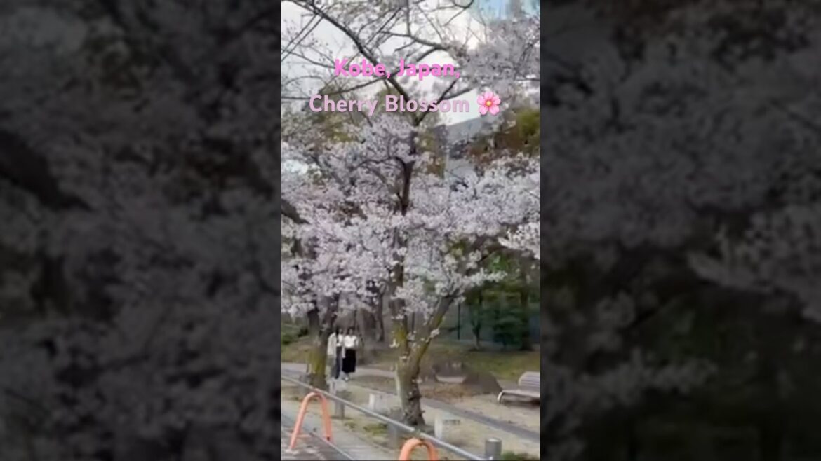 🌸 Cherry Blossoms bloom In Kobe, Japan#shortsfeed#trendingshorts#youtubeshorts