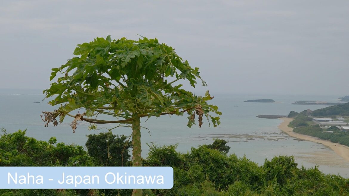 Vlog 20 Naha Okinawa Japan MSC Magnifica Worldcruise 2026