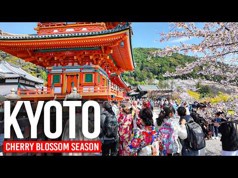 KYOTO, Japan 🇯🇵 Peak Cherry Blossom Season | 4K Walking Tour KYOTO, Japan 🇯🇵 Peak Cherry Blossom Season | 4K Walking Tour