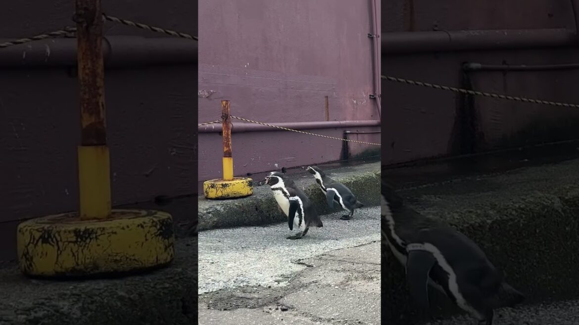 小樽水族館的企鵝放風時間 #otaruaquarium #penguins #aquarium #hokkaido #travel