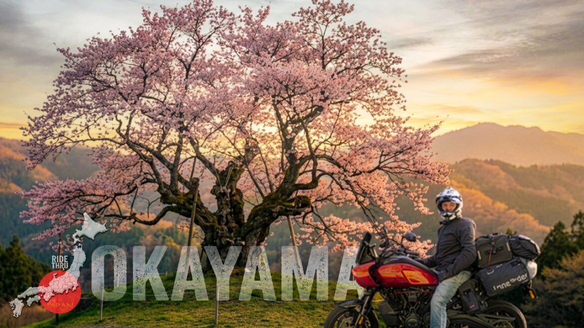 The 1,000-Year-Old Sakura of Japan — Okayama | Project 47 EP 15