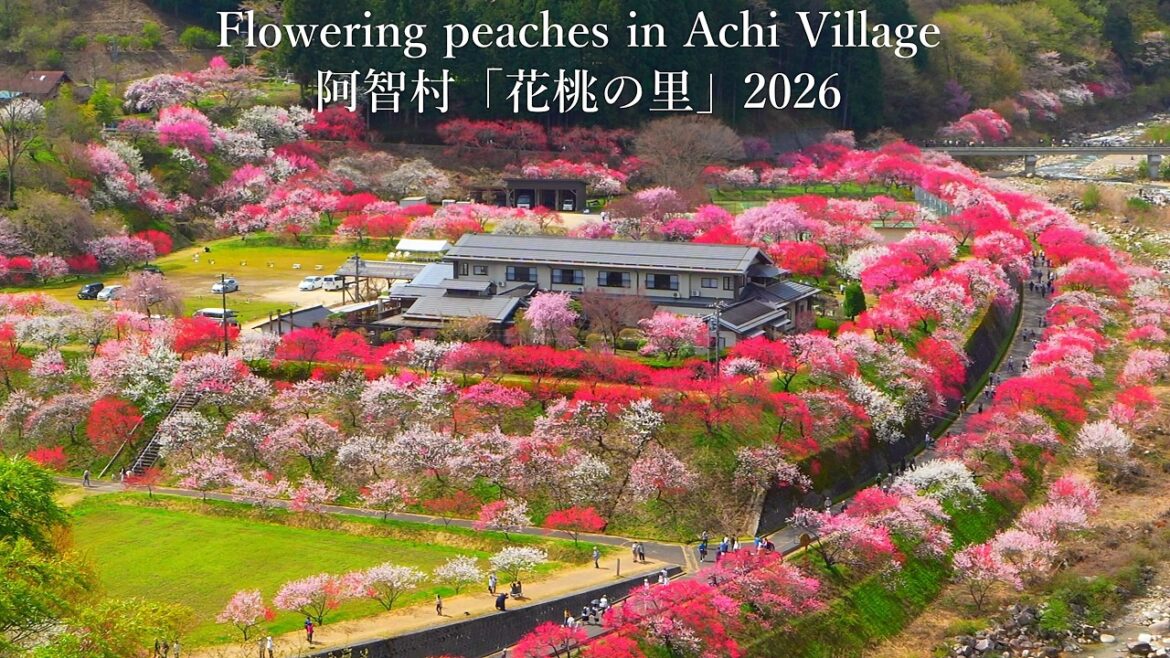 In Achi Village, Japan’s number one paradise, the flowering peaches are in full bloom! In Achi Village, Japan's number one paradise, the flowering peaches are in full bloom!
