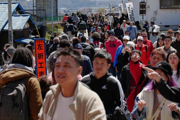 Foreign and Japanese visitors arrive to see cherry blossoms and Mount Fuji.