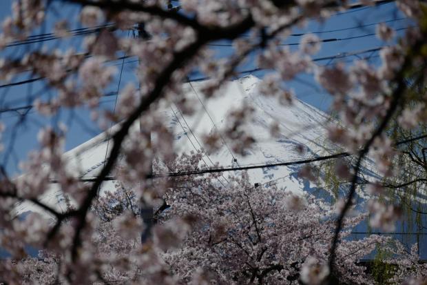 Mount Fuji is seen though cherry blossoms at Arakurayama Sengen Park.