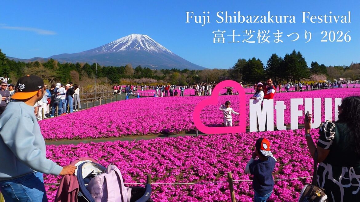 "A special spring spot!" The Fuji Shibazakura Festival is fantastic this year!