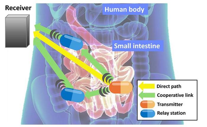 Swallowable medical devices work together to send signals during endoscopy