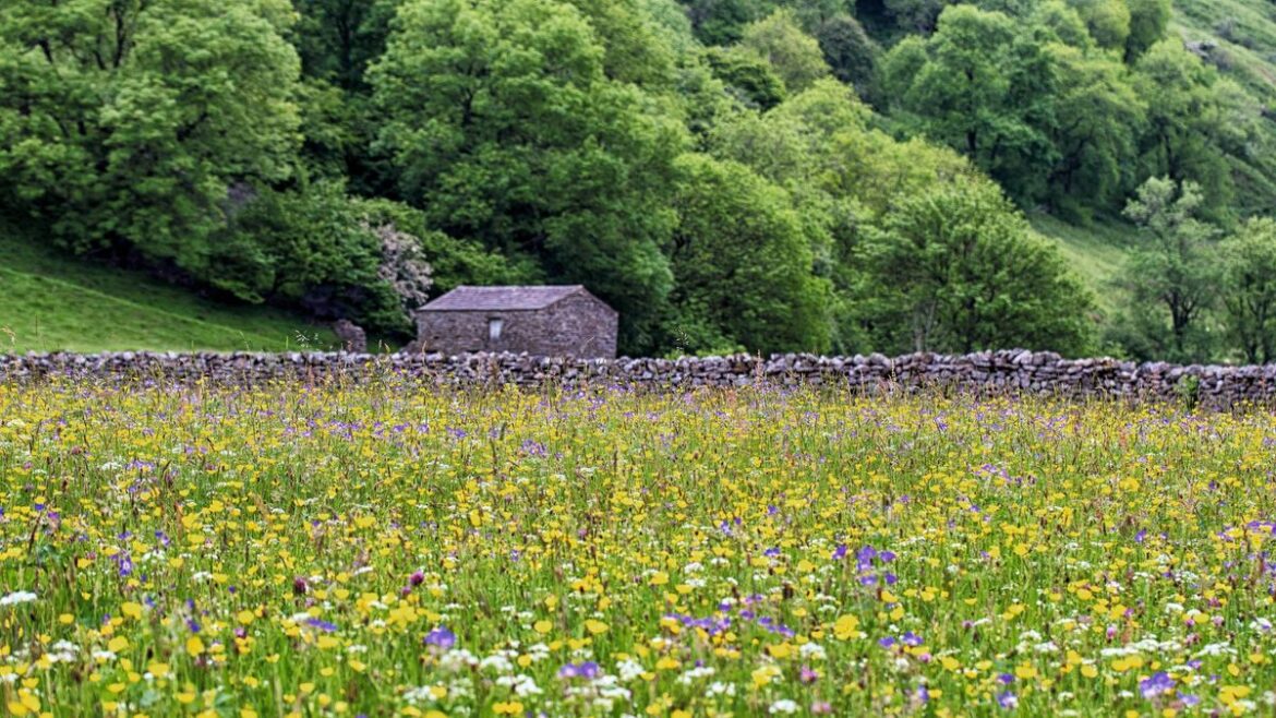 Not India, USA or Holland – Yorkshire fields named best in world to see wildflowers Yorkshire Live