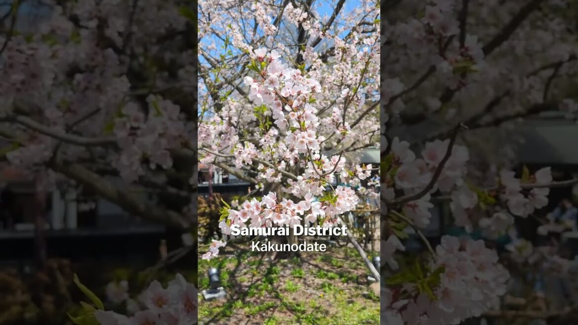 2026 Cherry blossom report - Kakunodate April 20, 2026