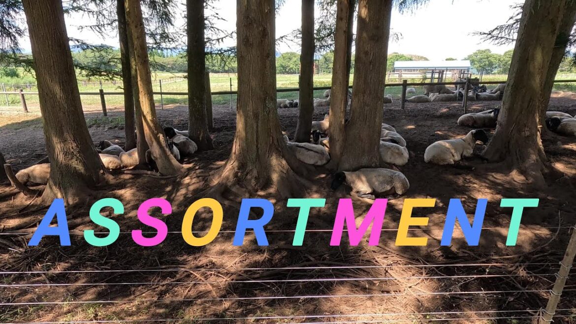 【AKITA】🇯🇵ASSORTMENT