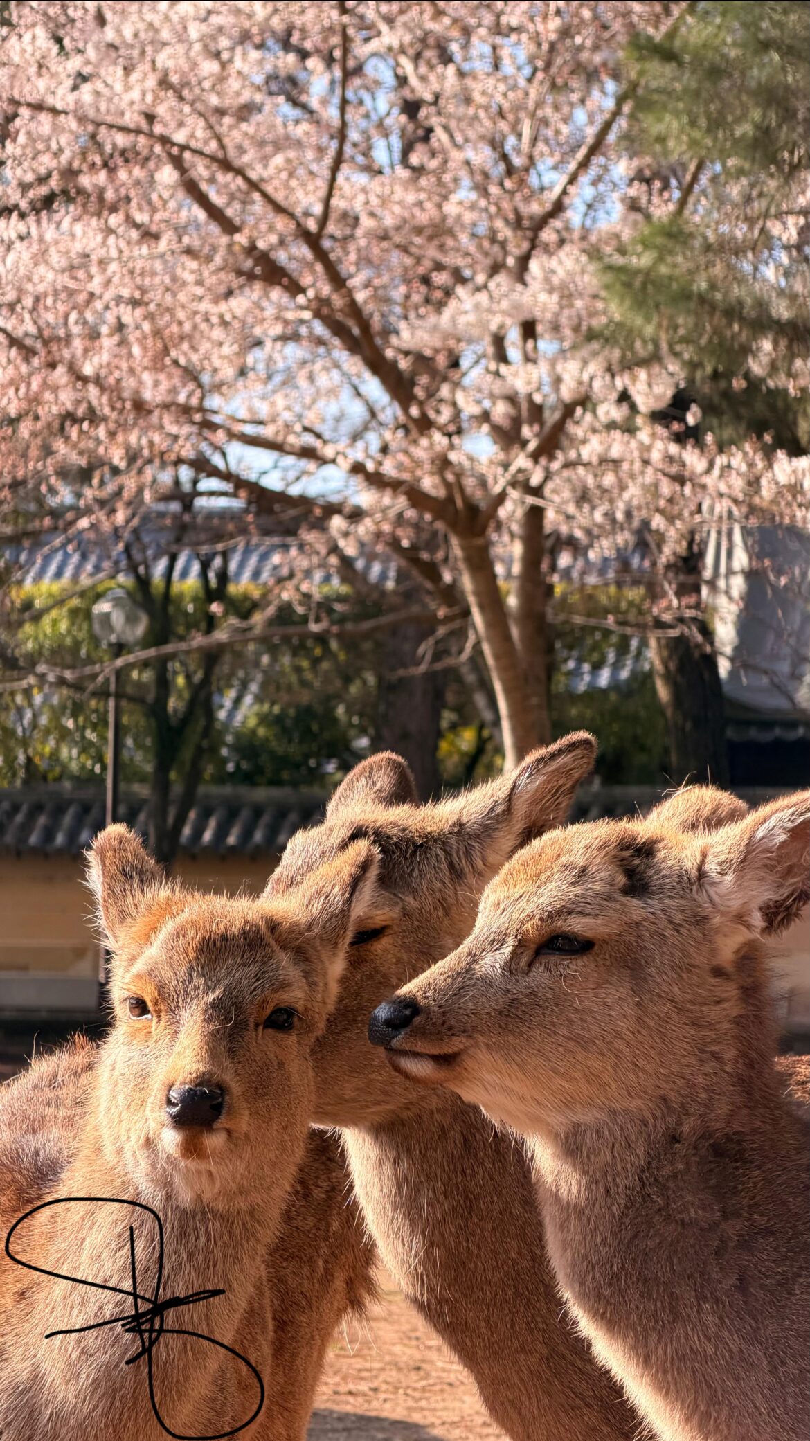 Nara, JP. 🌸🦌