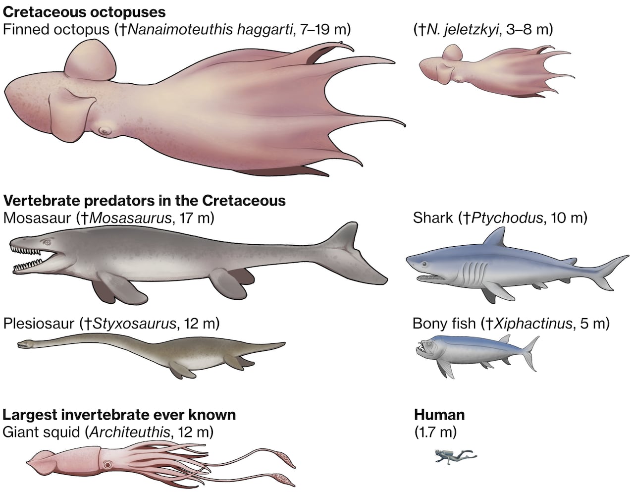 A size comparison of marine predators of the Late Cretaceous with the giant squid and a human