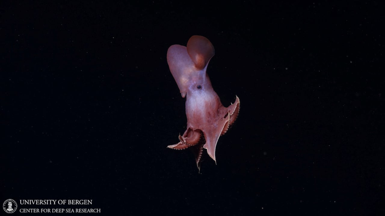 Pink octopus against black background