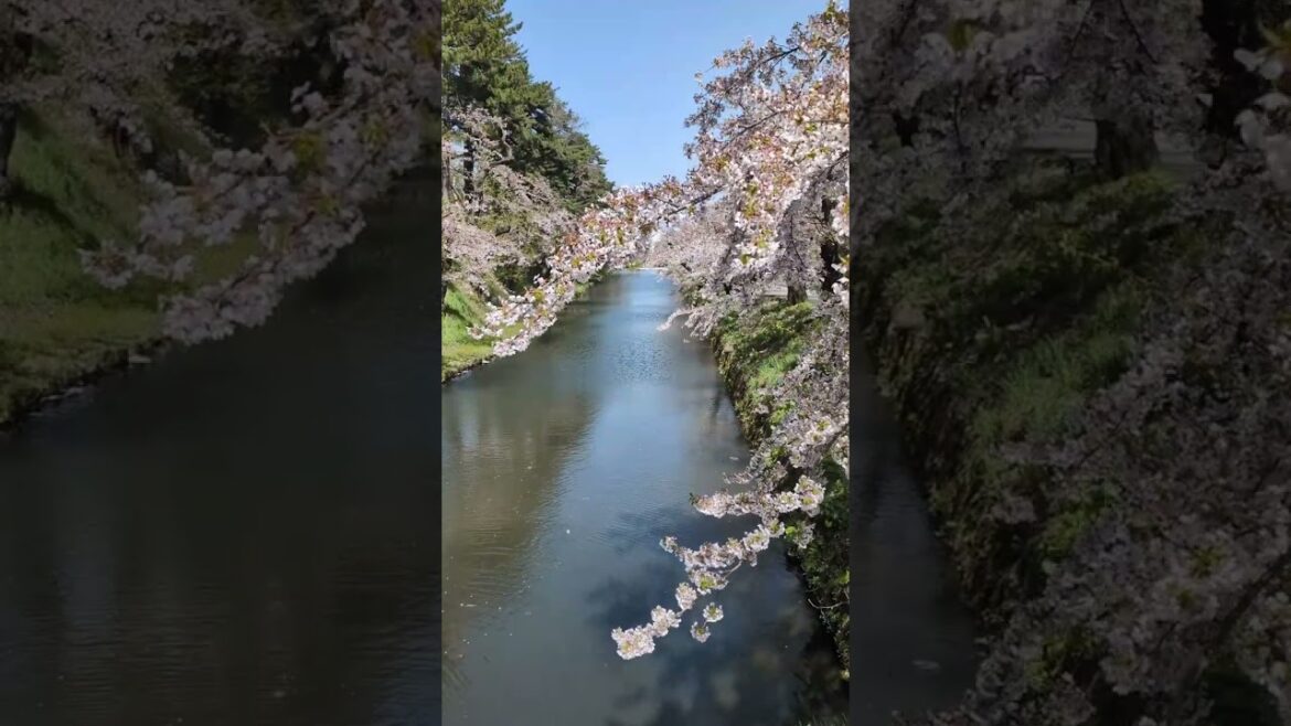 2026 Cherry blossom report - Hirosaki April 21, 2026