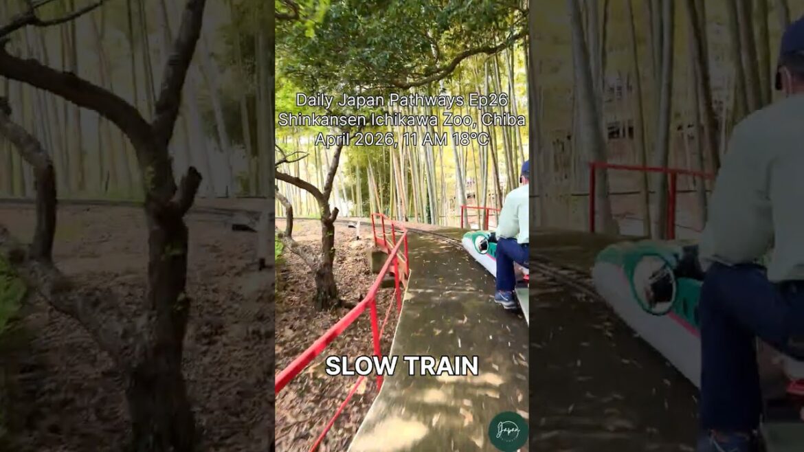 Japan Pathways Ep. 26 | Shinkansen Ride, Ichikawa Zoo, Chiba #shorts