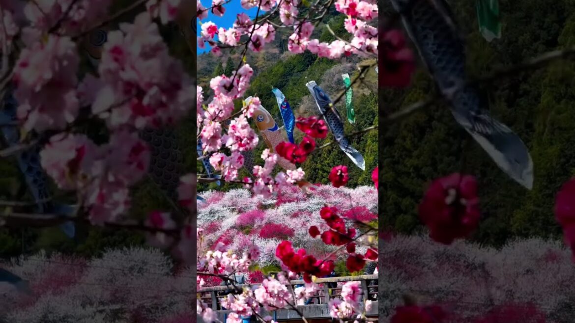 Hanamomo Village Nagano Japan Spring Blossom Festival Colorful Peach Flowers #japantravel