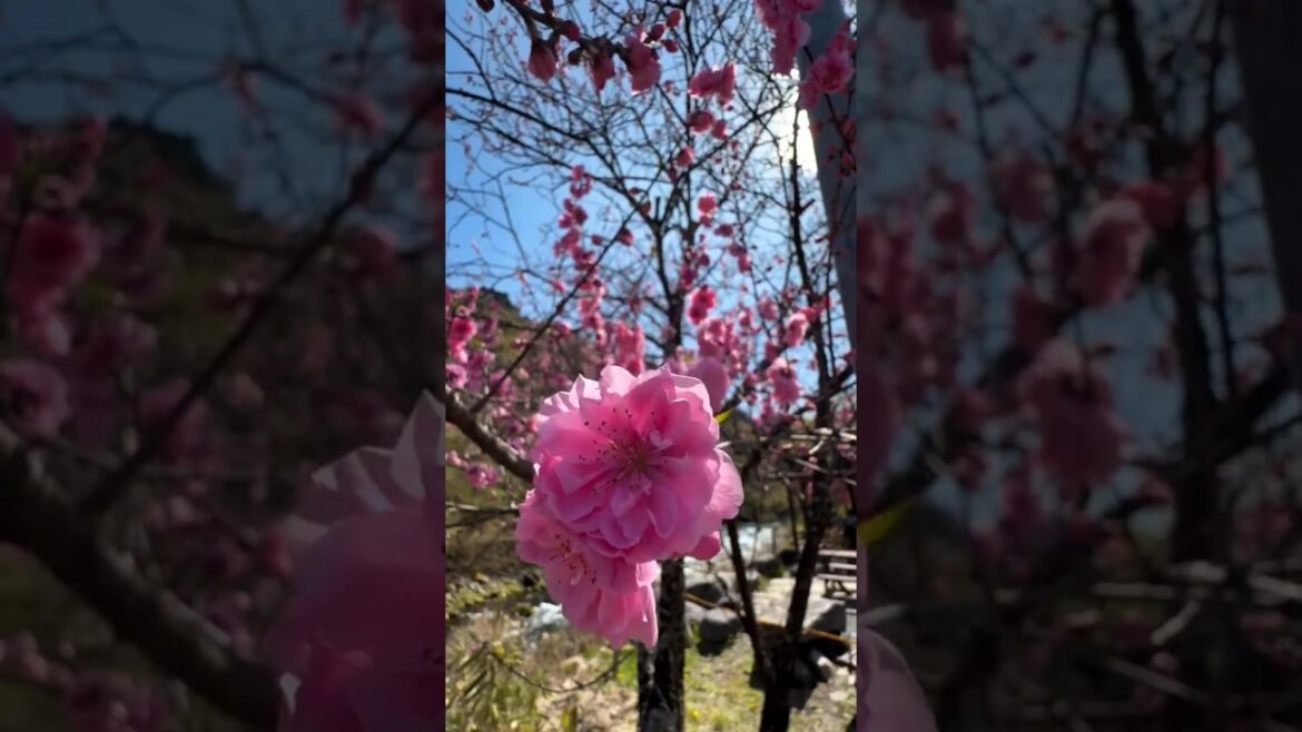 Welcome to Japan 🇯🇵 Culture Food and Iconic Travel Destinations #japantravel #travel #japan