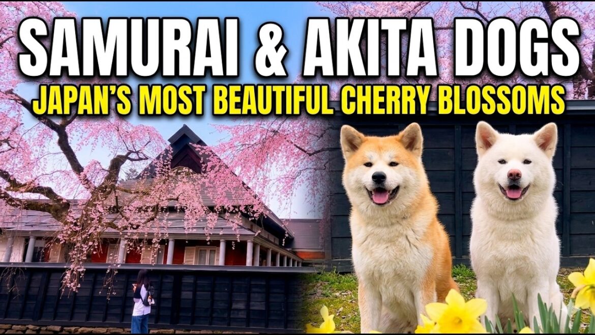 Exploring the Magical Samurai Town in Cherry Blossom Season | Kakunodate, Akita