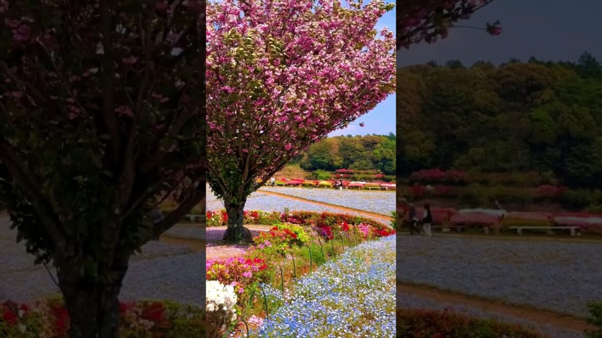 Matsumoto Azalea Garden Nagasaki Japan | Azalea and Nemophila Flower Park #japantravel #japan Matsumoto Azalea Garden Nagasaki Japan | Azalea and Nemophila Flower Park #japantravel #japan