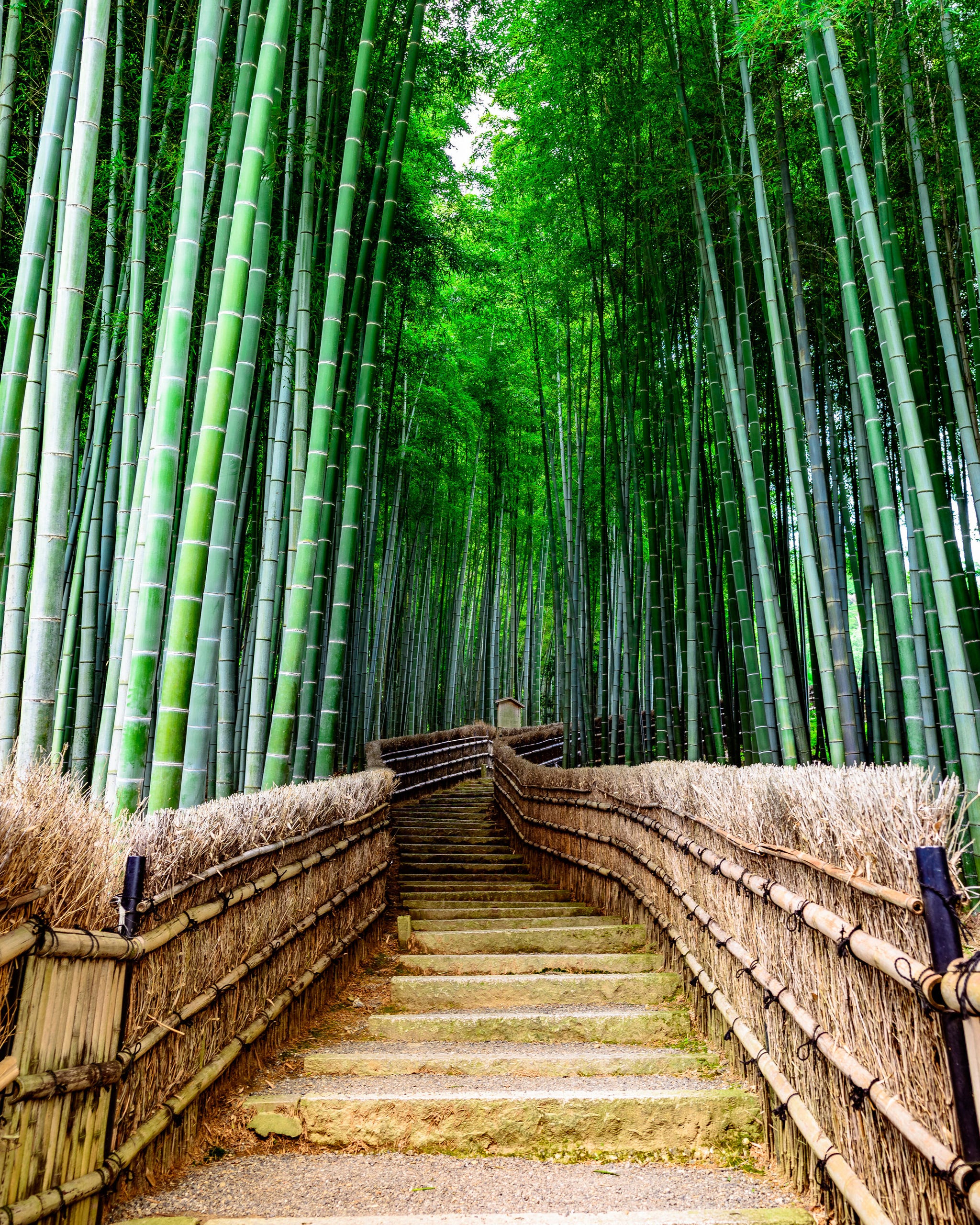 Bamboo pathway leading through a dense bamboo forest