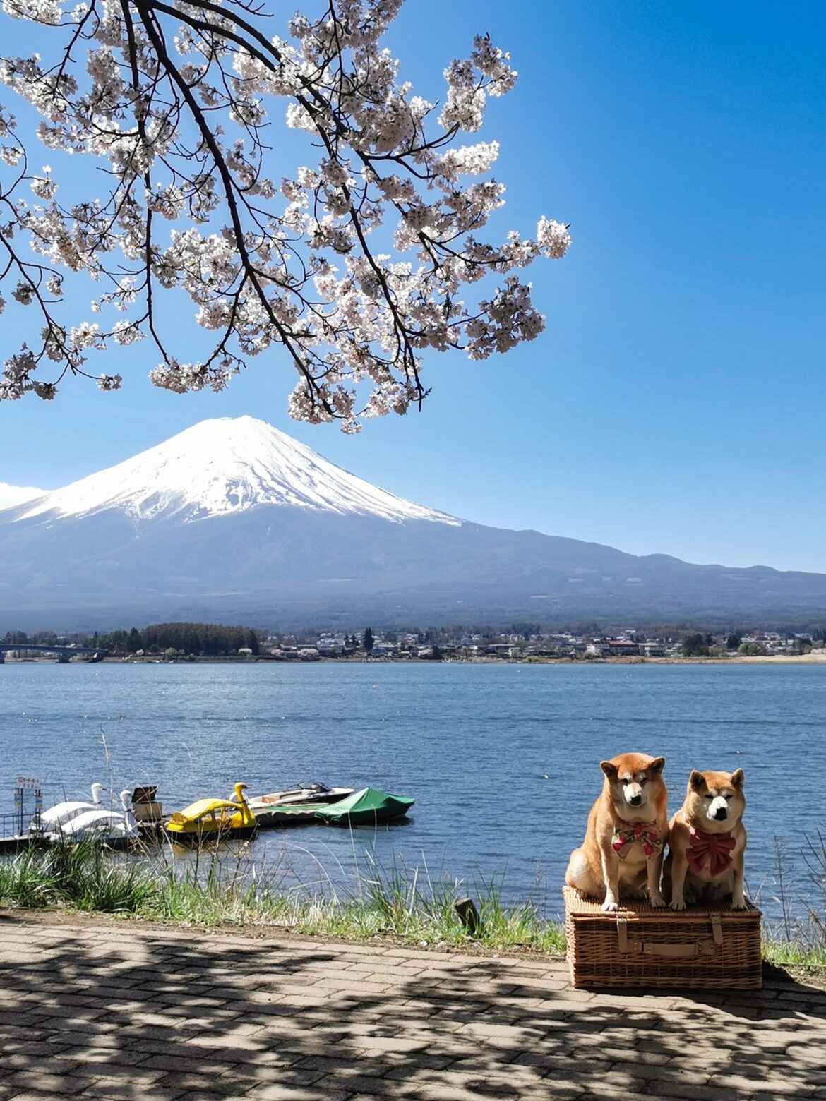 Instant celebrity at Kawaguchiko
