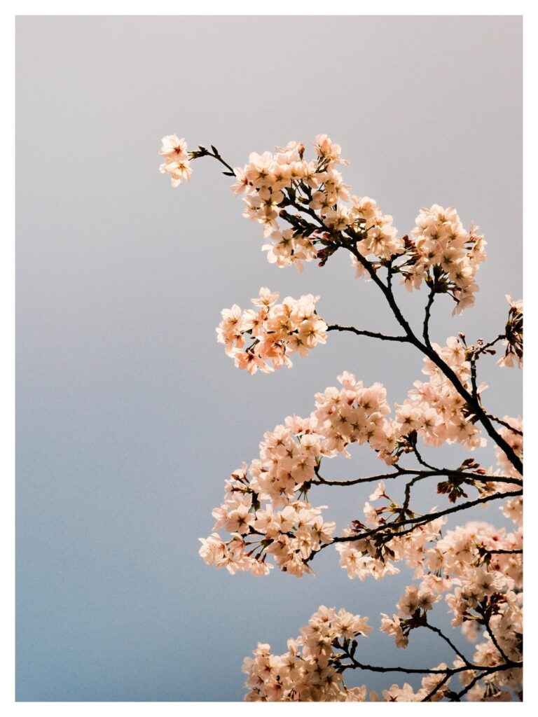 Sakura in Tokyo