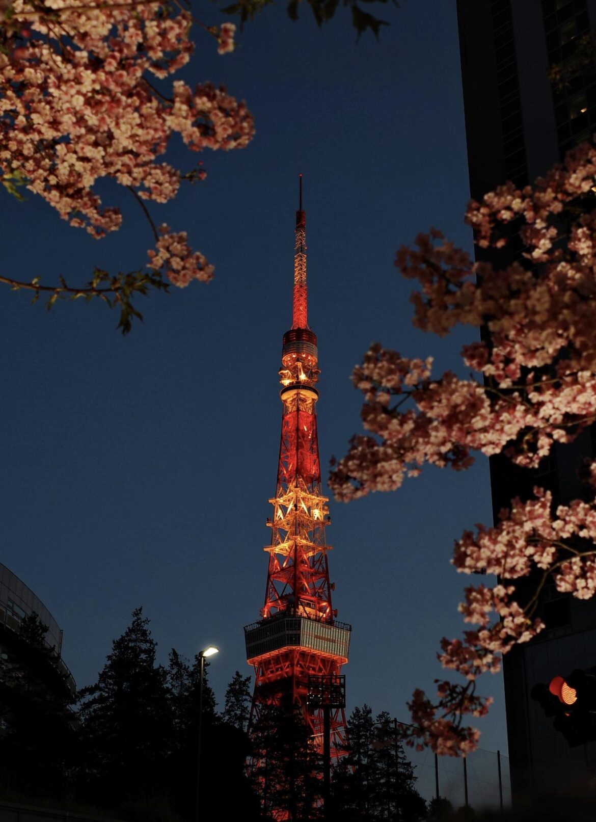 Cherry blossoms under Tokyo Tower
