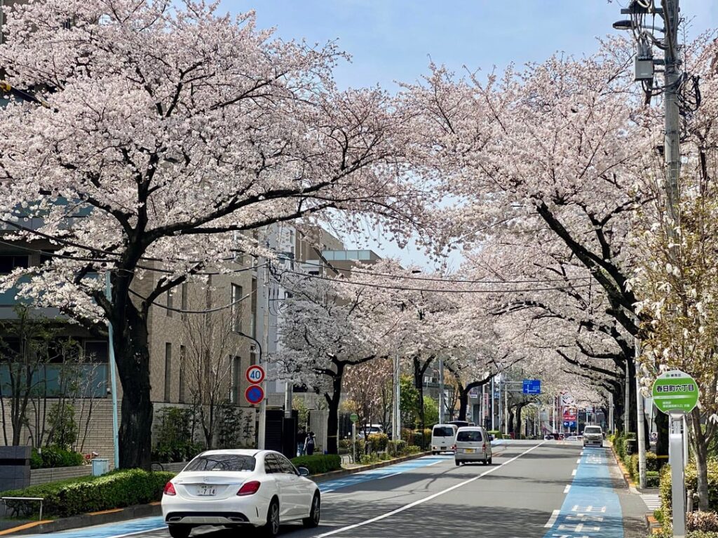 Sakura of Nerima, Tokyo (2024/04/07)